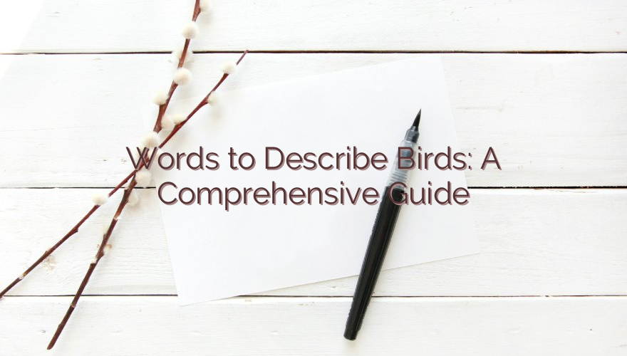 Words to Describe Birds: A Comprehensive Guide